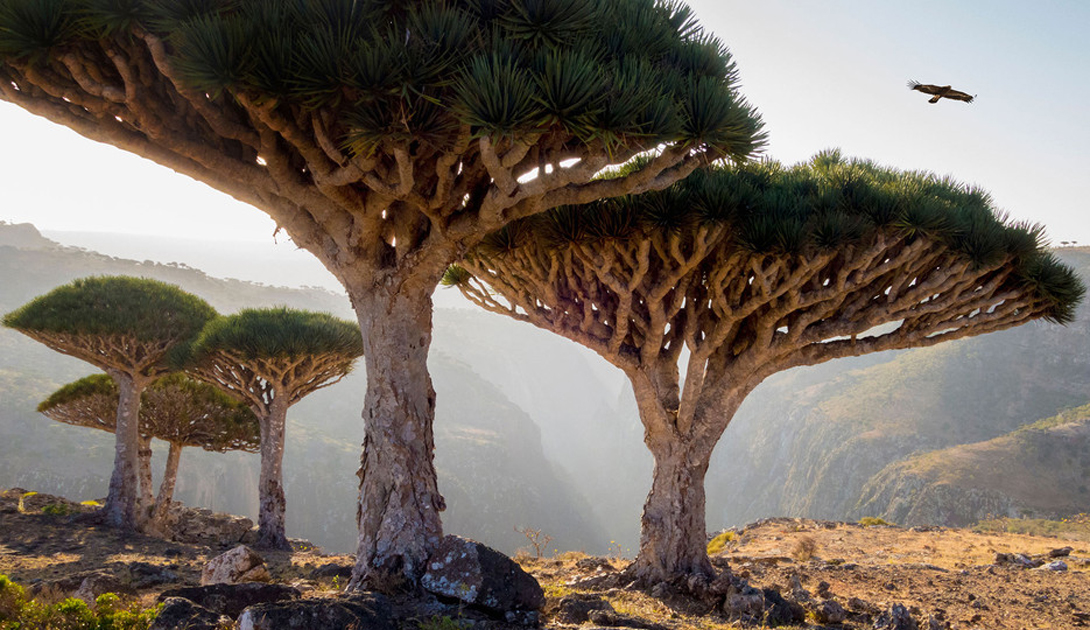 Socotra Dragon Blood Trees
