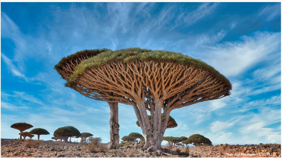 Dragon Blood Trees, Socotra Island